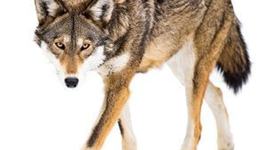Difference in Prey Animals