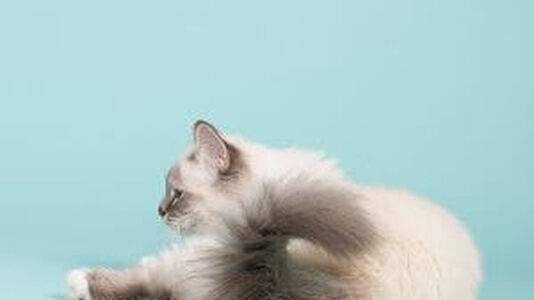 Urinary Tract Disease In Cats