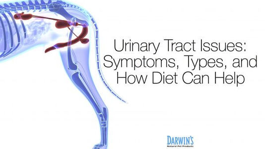 How Dog Food for Urinary Issues Can Help