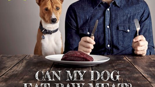 Can My Dog Eat Raw Meat?(part 1)