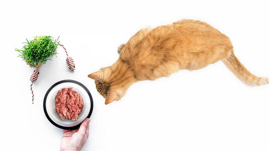 Complete Transition Guide for Cats