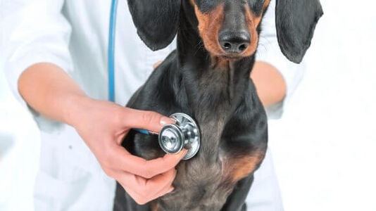 About Darwin’s for Vets