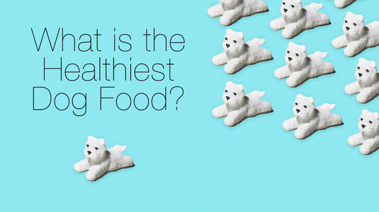 Choosing the Healthiest Dog Food for Your Dog