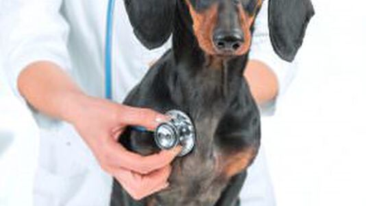 Finding a Veterinarian