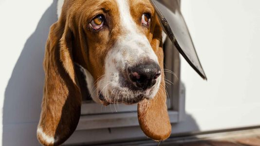 Quick All-Natural, Non-Toxic Doggy Door Cleaner DIY