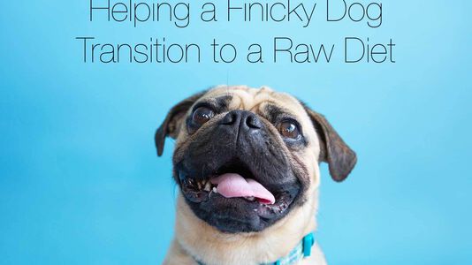 Helping a Finicky Dog Transition to a Raw Diet