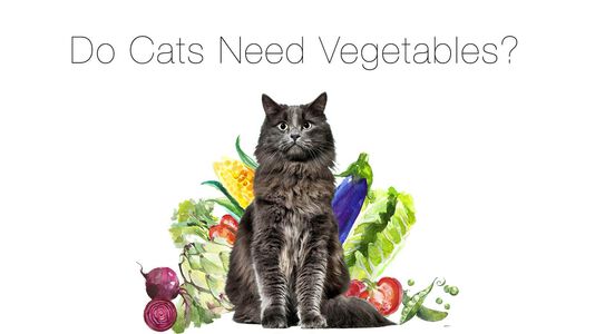 Does My Cat Need Vegetables?