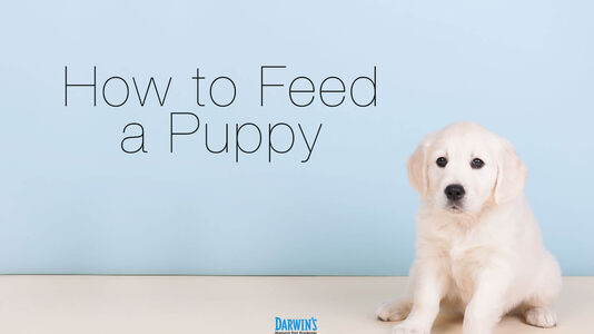 How to Feed A Puppy