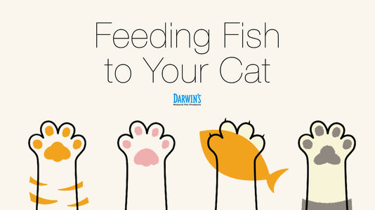 Cats & Fish: To Feed or Not To Feed