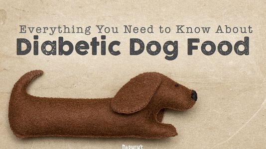 A Diabetic Dog Food Guide