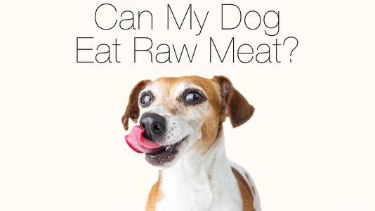 Can My Dog Eat Raw Meat?(part 3)