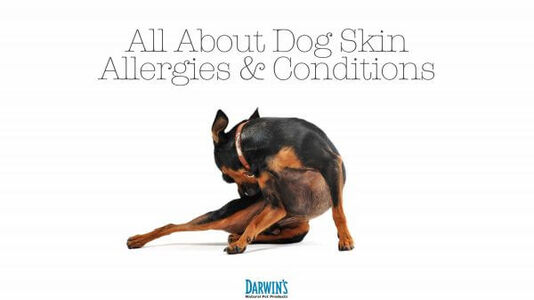 Dog Skin Allergies and Conditions