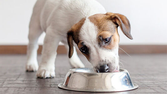 What to Feed a New Puppy