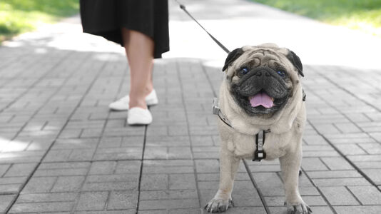 Complete Guide to Canine Obesity
