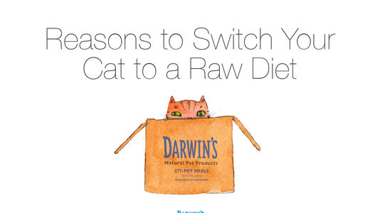 Why Switch To A Raw Diet For Your Cat