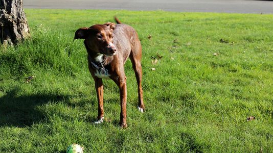 How Often Should You Walk Your Dog?