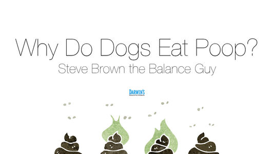 Why Do Dogs Eat Poop?