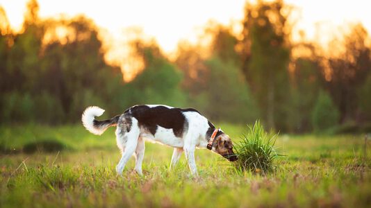 Darwin’s Ranks Better than Most Dog Food Brands in Glyphosate Test