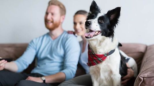 Complete Transition Guide for Dogs