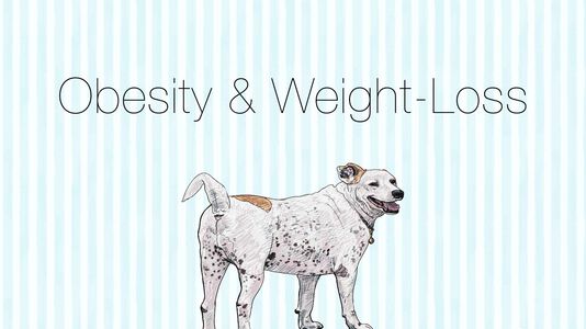 Dog Obesity & One Dog’s Weight Loss