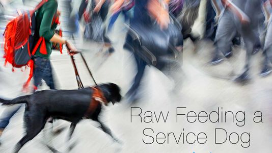 Raw Feeding a Service Dog