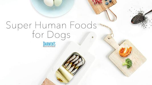 7 Human Superfoods to Share with Your Dog