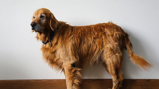 Understanding Dog Urine Color and Health