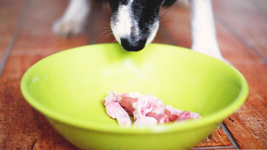 BARF Diet for Dogs: A Comprehensive Guide