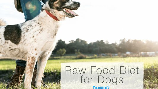 Why A Raw Food Diet for Dogs