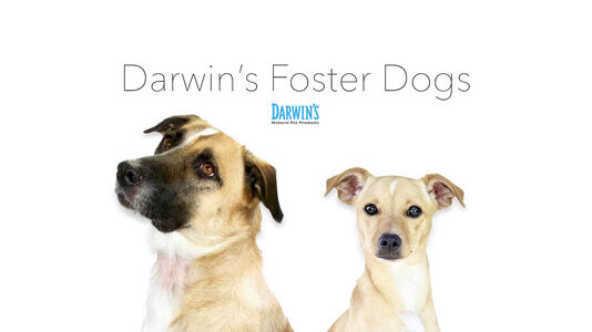 Darwin’s Foster Dogs