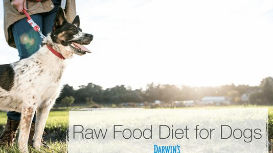 Raw Food Diet for Dogs