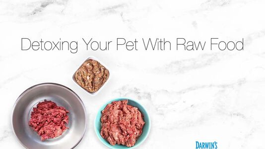 Helping Your Pets Detox