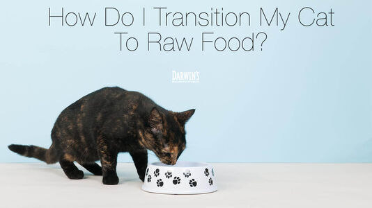 How Do I Transition My Cat to Raw Food?