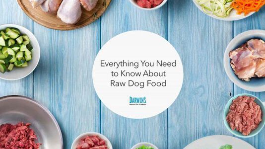 All About Raw Dog Food
