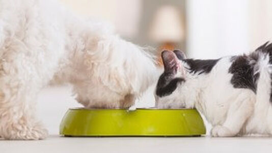 Restoring Your Pet’s Digestive Health