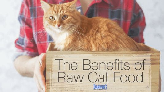 Why Raw Cat Food