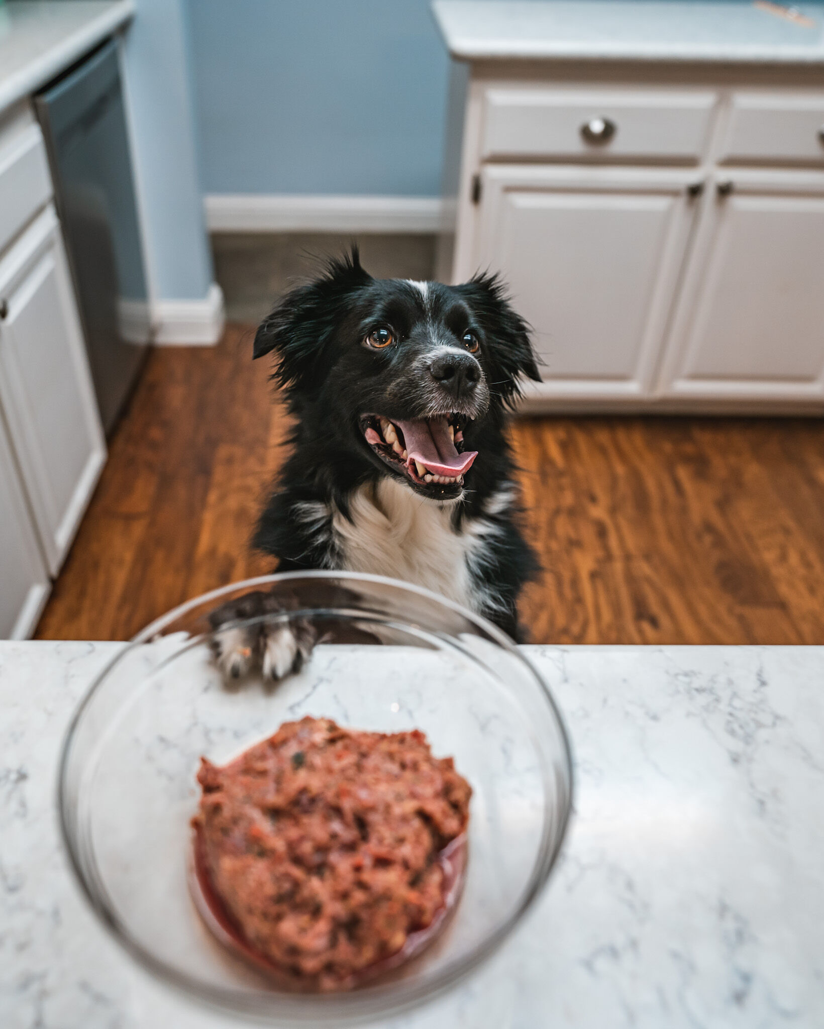 Raw vs. Cooked: Which Food Preparation Method is Better for Dogs?