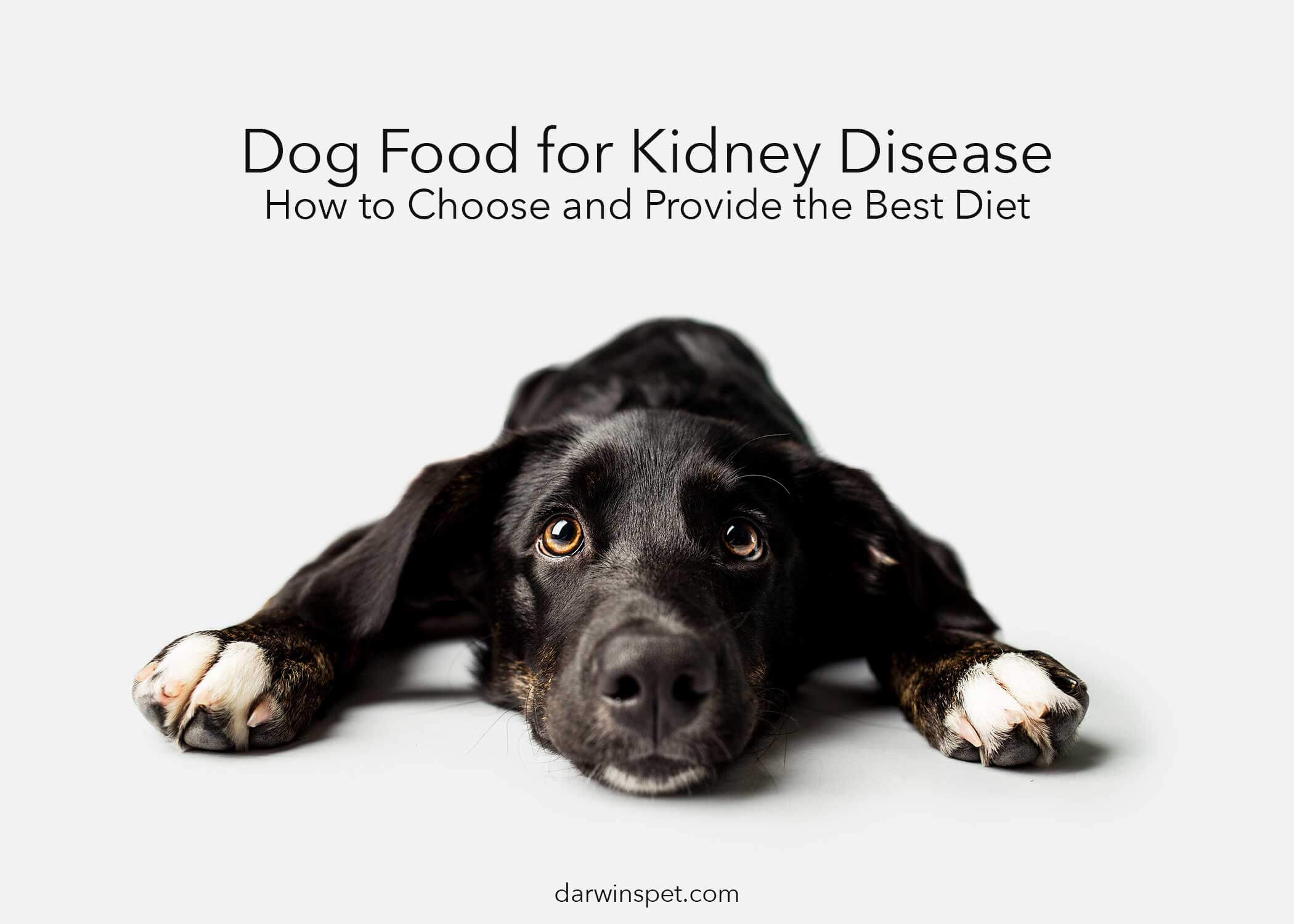 best dry cat food for kidney disease