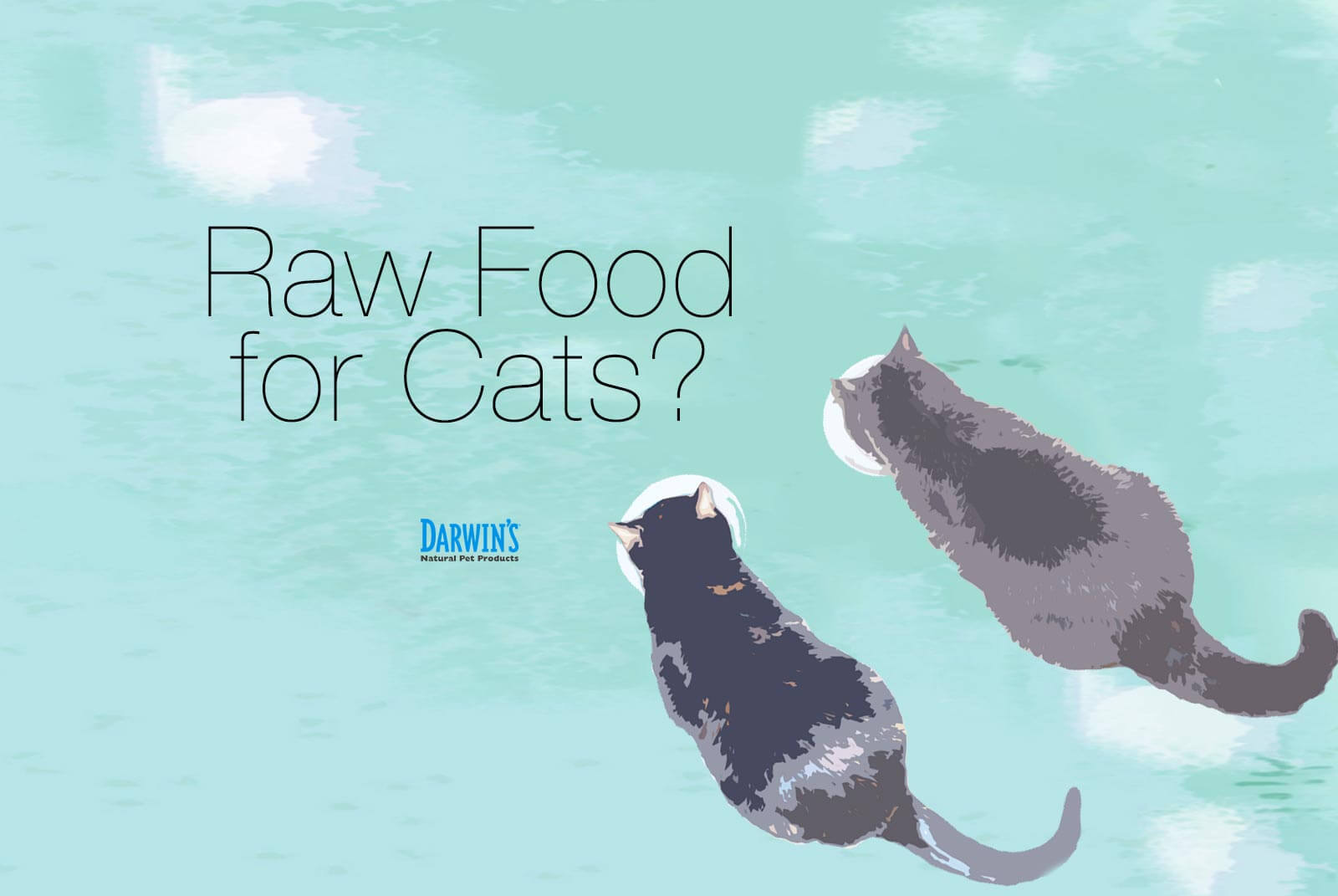Raw Food for Cats?