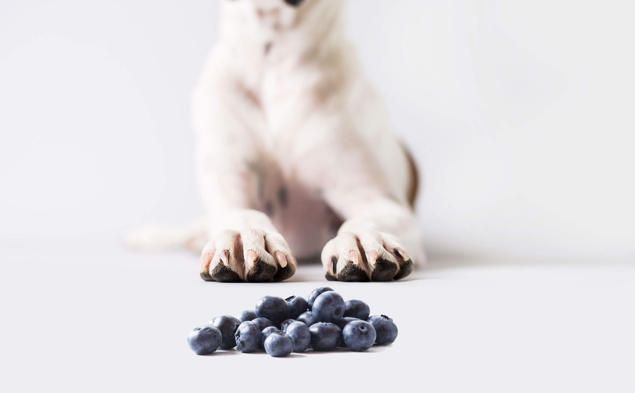 blueberry safe for dogs