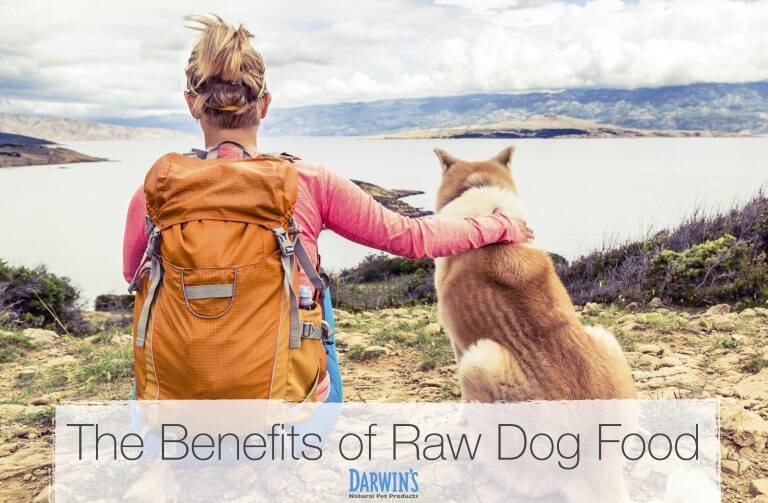 Raw Dog Food: Benefits & Options