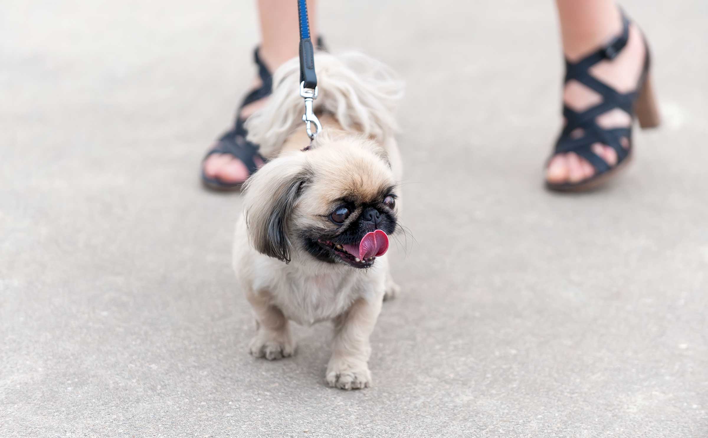 dog-on-hot-on-hot-pavement