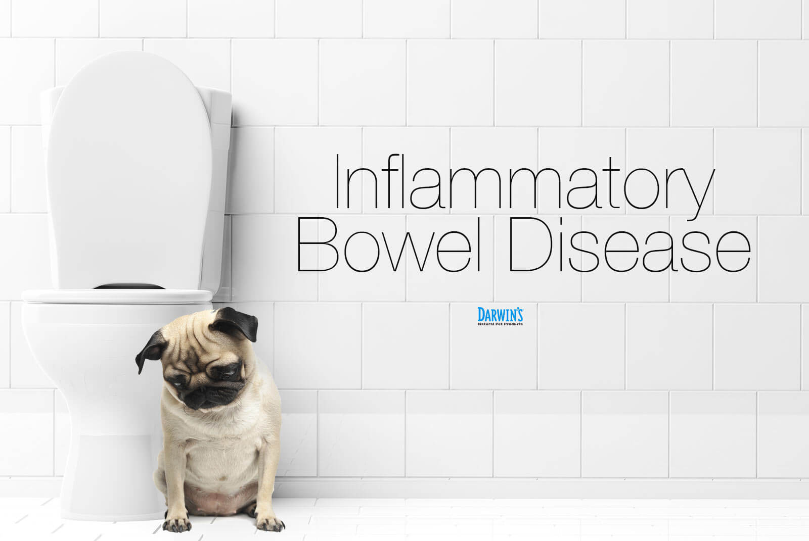 Inflammatory Bowel Disease