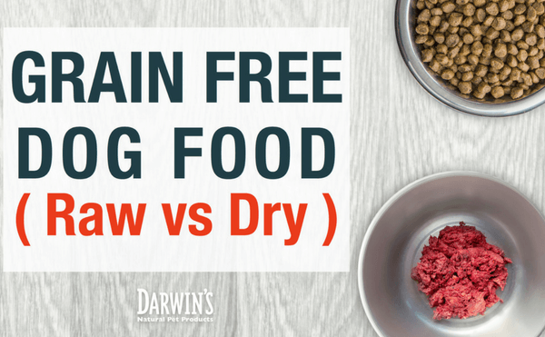 Grain-Free Dog Food (Raw vs Dry)