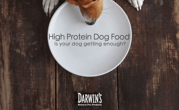 High Protein Dog Food – Is Your Dog Getting Enough?