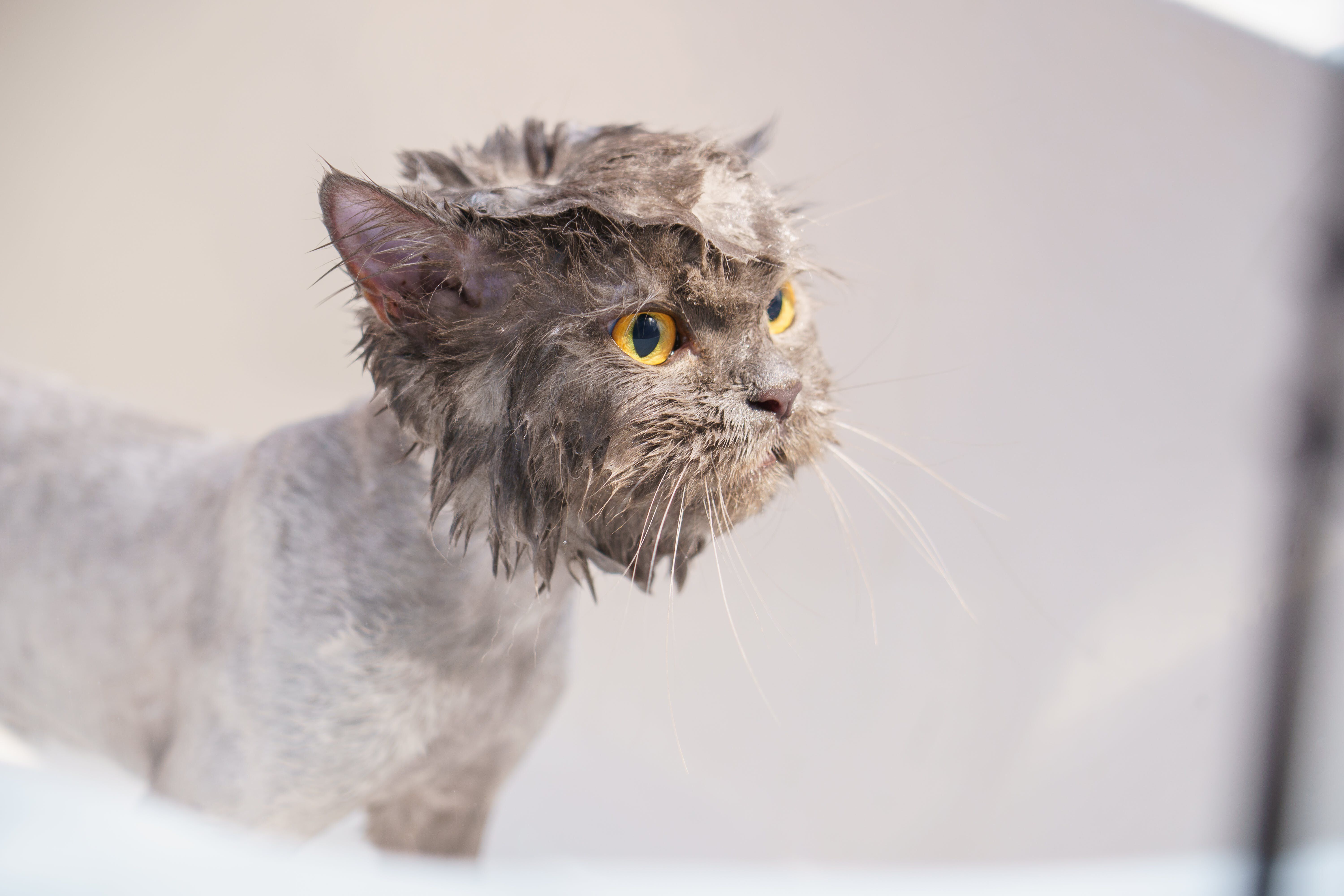 The Essential Guide to Cat Bathing: Do's and Don'ts for Happy Feline Friends