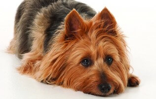 Digestive Disorders In Dogs