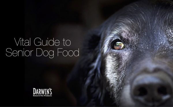 What Should You Feed Your Senior Dog?