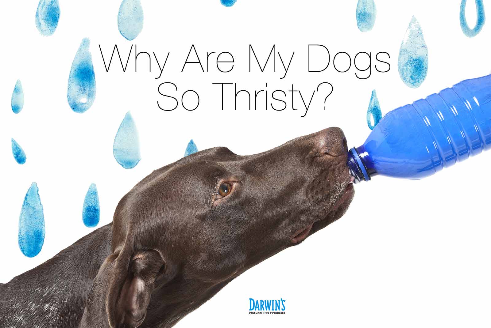 Why Are My Dog’s Drinking So Much Water?