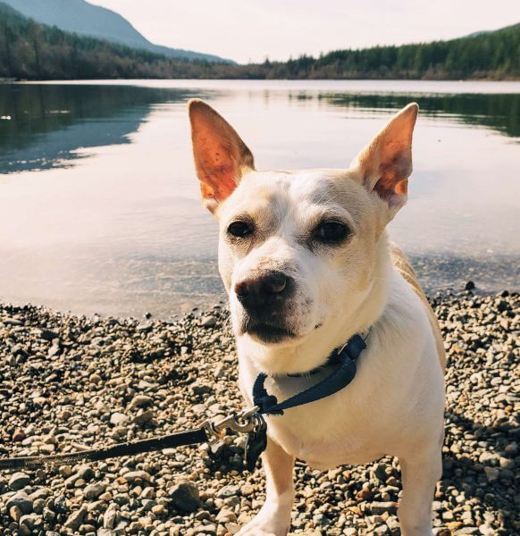 Hank, adopted August 4, 2018